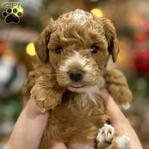 Chubs, Cavapoo Puppy