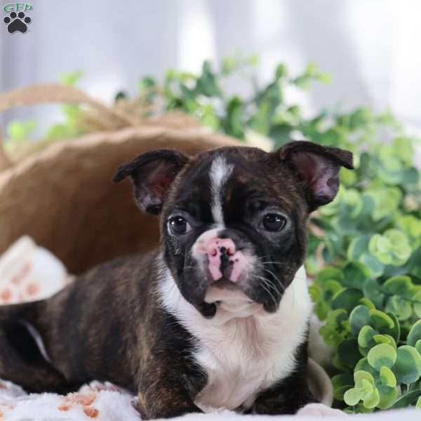 Peaches, Boston Terrier Puppy