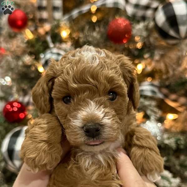 Chubs, Cavapoo Puppy