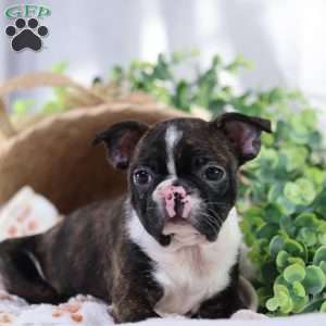 Peaches, Boston Terrier Puppy