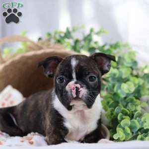 Peaches, Boston Terrier Puppy