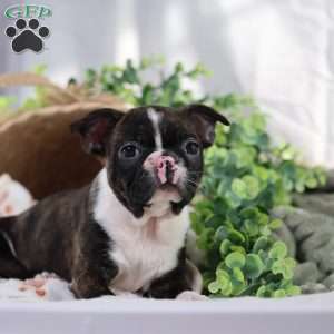 Peaches, Boston Terrier Puppy