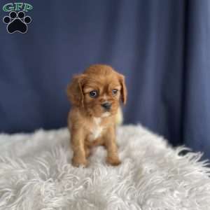 Sadie, Cavalier King Charles Spaniel Puppy