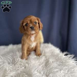 Sadie, Cavalier King Charles Spaniel Puppy