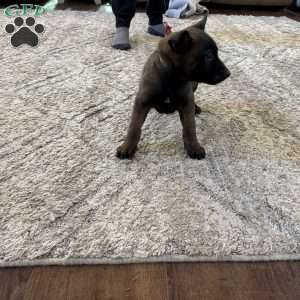 Taylor Swift, Belgian Malinois Puppy