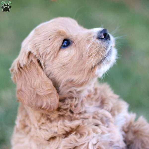 Roxy, Goldendoodle Puppy