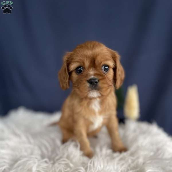 Sadie, Cavalier King Charles Spaniel Puppy