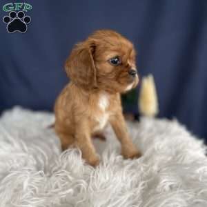 Sadie, Cavalier King Charles Spaniel Puppy