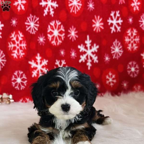 Lucy, Cavapoo Puppy