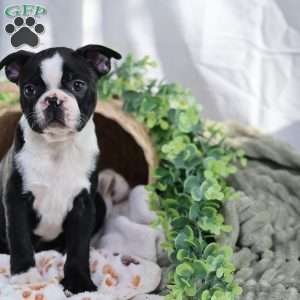 Pooh, Boston Terrier Puppy