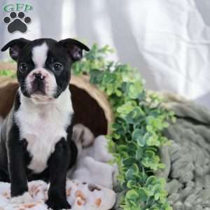 Pooh, Boston Terrier Puppy