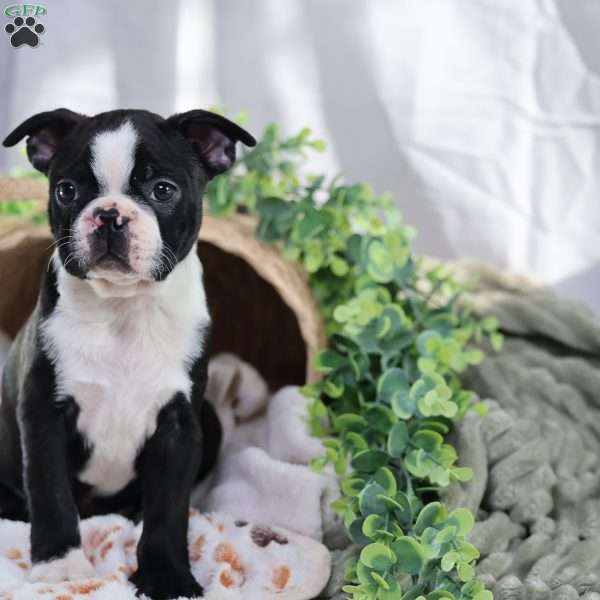 Pooh, Boston Terrier Puppy