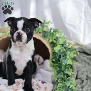 Pooh, Boston Terrier Puppy