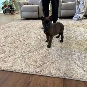 Taylor Swift, Belgian Malinois Puppy