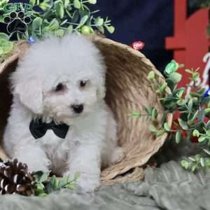 Nicolas (tiny), Bichon Frise Puppy