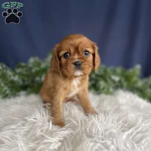 Sadie, Cavalier King Charles Spaniel Puppy