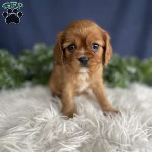 Sadie, Cavalier King Charles Spaniel Puppy