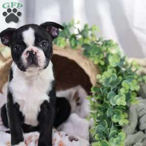 Pooh, Boston Terrier Puppy