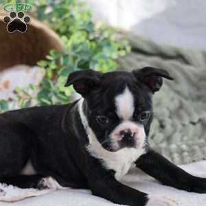 Pooh, Boston Terrier Puppy