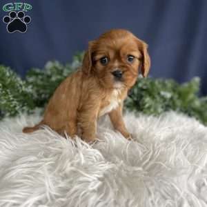 Sadie, Cavalier King Charles Spaniel Puppy