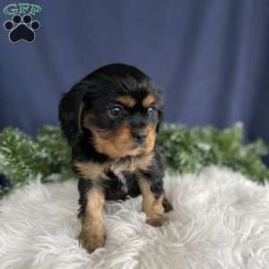 Samson, Cavalier King Charles Spaniel Puppy