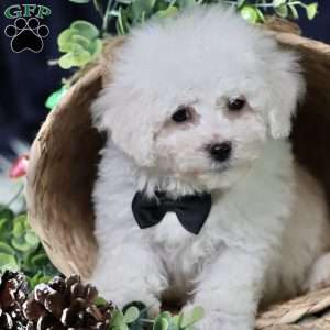 Nicolas (tiny), Bichon Frise Puppy