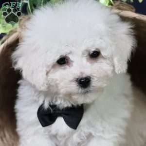 Nicolas (tiny), Bichon Frise Puppy