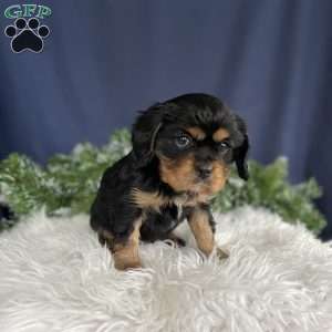 Samson, Cavalier King Charles Spaniel Puppy