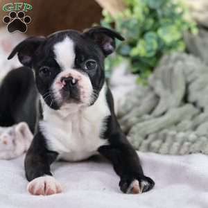 Pooh, Boston Terrier Puppy