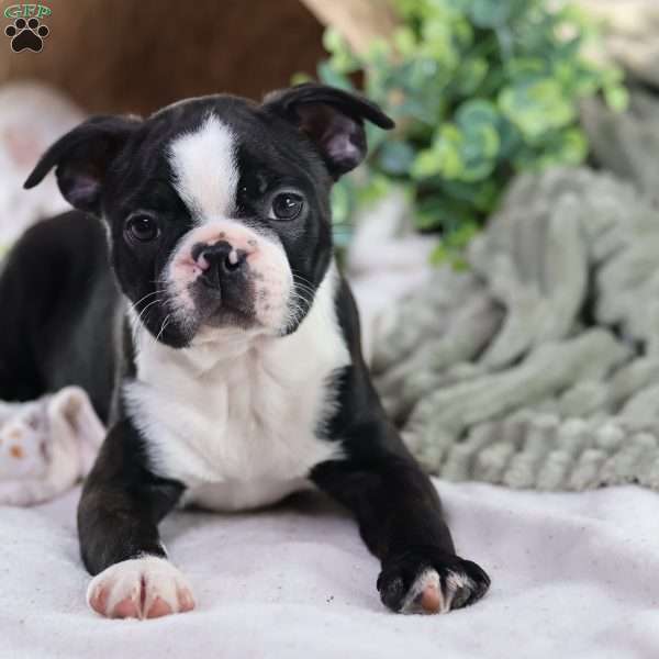 Pooh, Boston Terrier Puppy