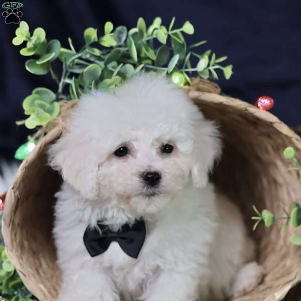 Nicolas (tiny), Bichon Frise Puppy