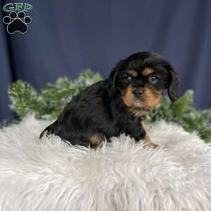 Samson, Cavalier King Charles Spaniel Puppy