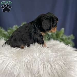 Samson, Cavalier King Charles Spaniel Puppy