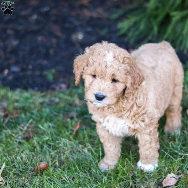 Rudolph, Goldendoodle Puppy