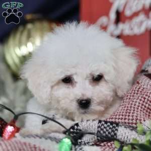 Nicolas (tiny), Bichon Frise Puppy