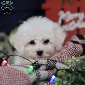 Nicolas (tiny), Bichon Frise Puppy