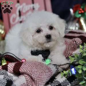 Nicolas (tiny), Bichon Frise Puppy