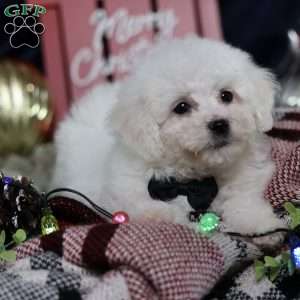 Nicolas (tiny), Bichon Frise Puppy