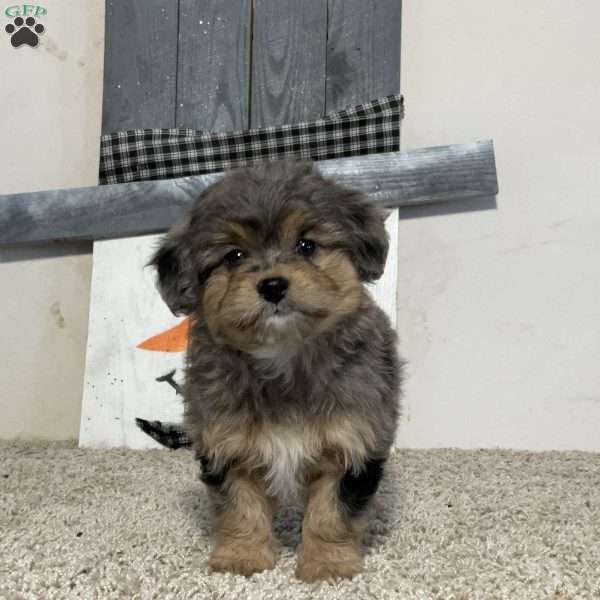 Sophia, Mini Aussiedoodle Puppy