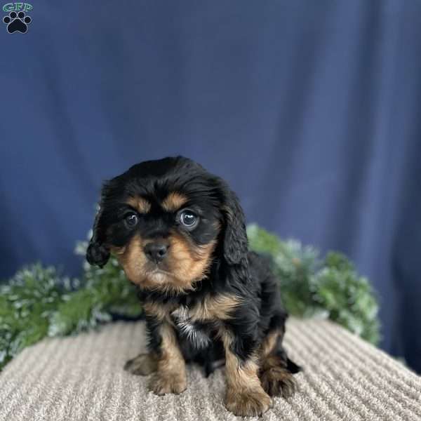 Samson, Cavalier King Charles Spaniel Puppy