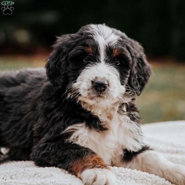 Mac, Bernedoodle Puppy