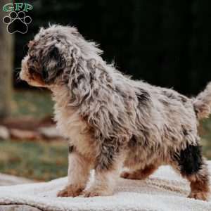 Mason, Bernedoodle Puppy