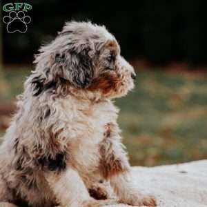 Mason, Bernedoodle Puppy