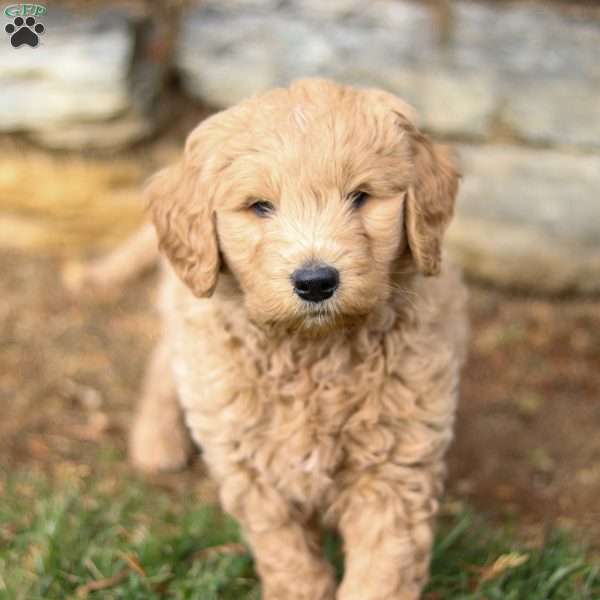 Rusty, Goldendoodle Puppy