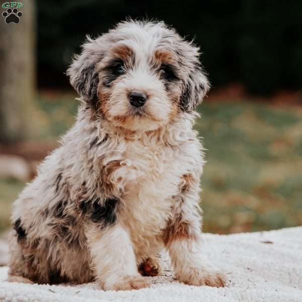 Mason, Bernedoodle Puppy