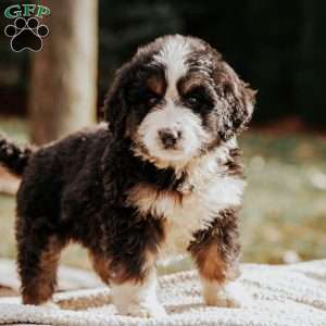 Mayor, Bernedoodle Puppy