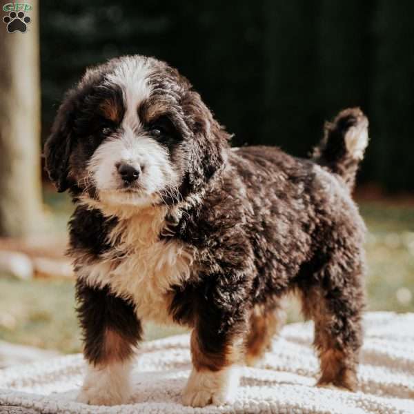 Mayor, Bernedoodle Puppy