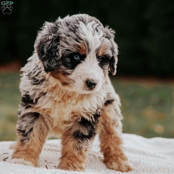 Moe, Bernedoodle Puppy