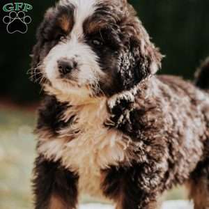 Mayor, Bernedoodle Puppy