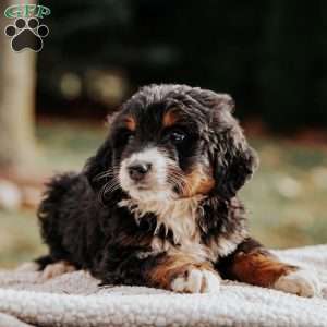 Murphy, Bernedoodle Puppy